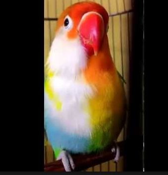 Jenis Jenis Warna Love Bird Dan Harga Love Bird Terbaru Berita